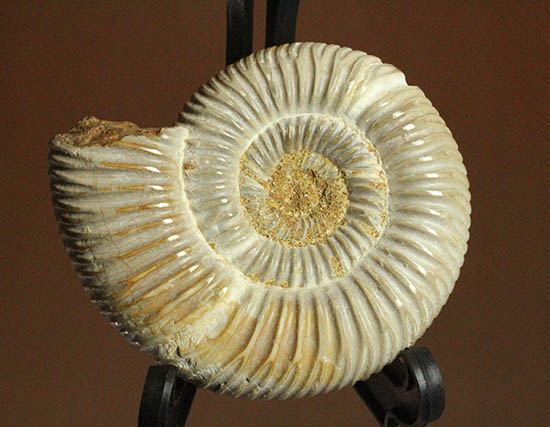 手触り滑らか!陶器のような質感を有する、ペリスフィンクテス(Perisphinctes)アンモナイト(その3)