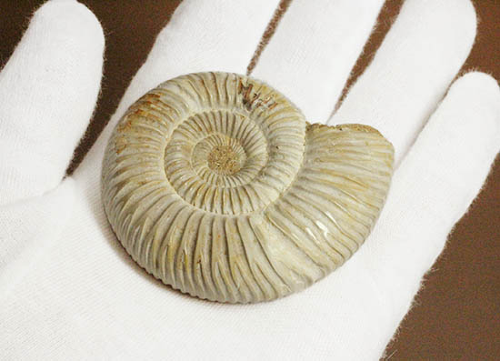 手触り滑らか!陶器のような質感を有する、ペリスフィンクテス(Perisphinctes)アンモナイト(その4)