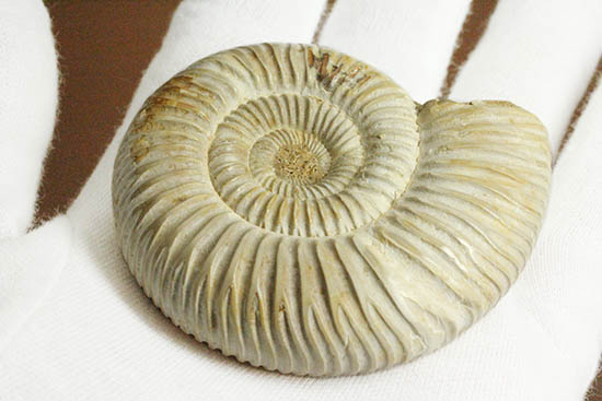 手触り滑らか!陶器のような質感を有する、ペリスフィンクテス(Perisphinctes)アンモナイト(その5)