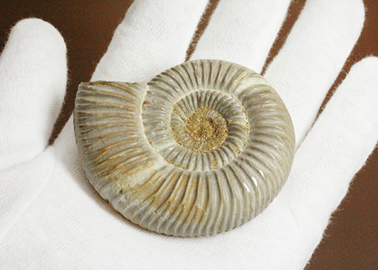 手触り滑らか!陶器のような質感を有する、ペリスフィンクテス(Perisphinctes)アンモナイト(その6)