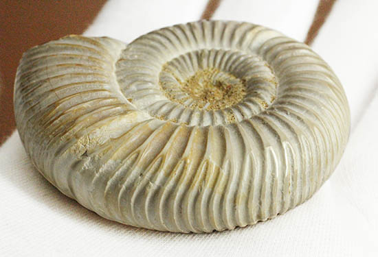 手触り滑らか!陶器のような質感を有する、ペリスフィンクテス(Perisphinctes)アンモナイト(その7)