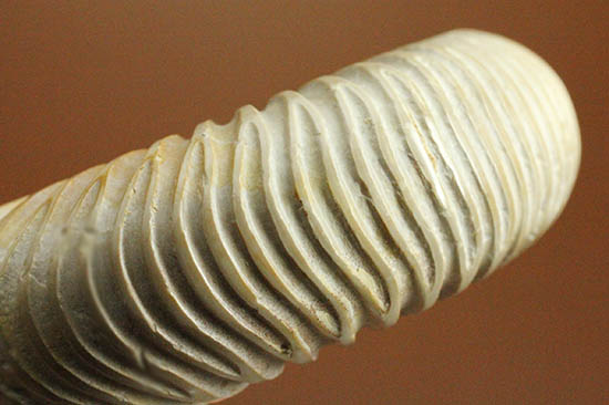 手触り滑らか!陶器のような質感を有する、ペリスフィンクテス(Perisphinctes)アンモナイト(その8)