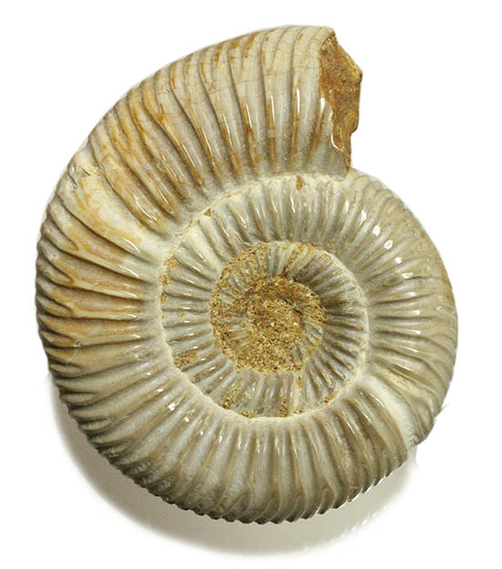 手触り滑らか!陶器のような質感を有する、ペリスフィンクテス(Perisphinctes)アンモナイト(その9)