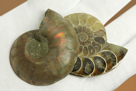 遊色と螺旋模様どちらも一度に見られます！ペアの白亜紀アンモナイト、スライスカット標本（その10）