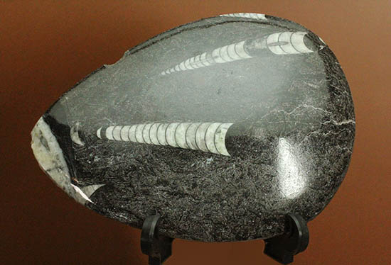 状態よいオルソセラスが２体仲良く並んだ、しずく型標本(Orthoceras)/古生代デボン紀（4億1000万 -- 3億6700万年前）【ot999】