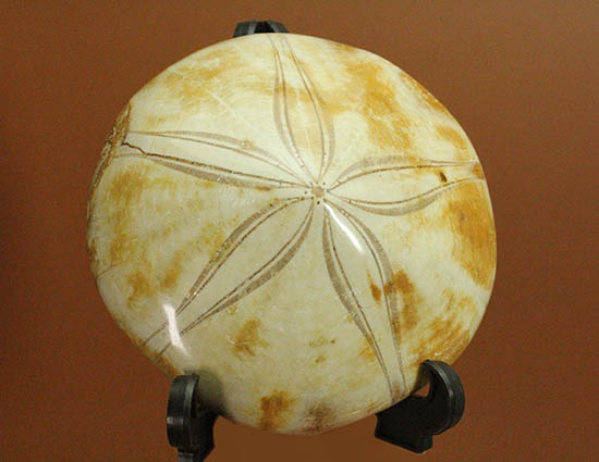 美しい五芒星をお楽しみ下さい。ジュラ紀のウニ化石（その10）