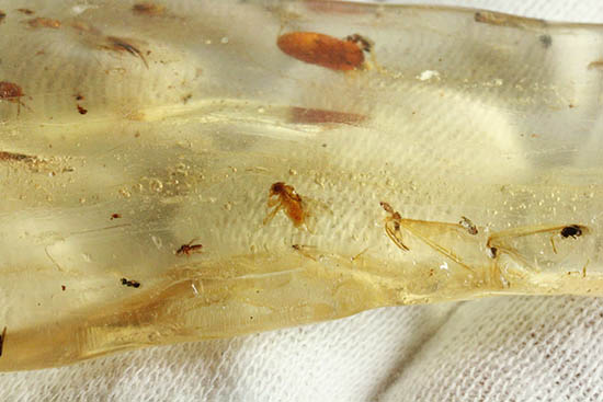 樹液に護られることで悠久の時を超えてきた虫たちが内包されたコーパル（その12）