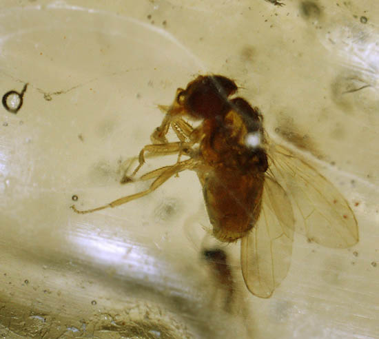 樹液に護られることで悠久の時を超えてきた虫たちが内包されたコーパル/新生代（6500万年前 -- 現在）【ot1004】