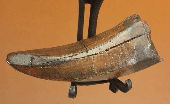 ティラノサウルス・レックスの歯の精巧レプリカ。※レプリカです。/中生代白亜紀（1億3500万 -- 6500万年前）【re023】
