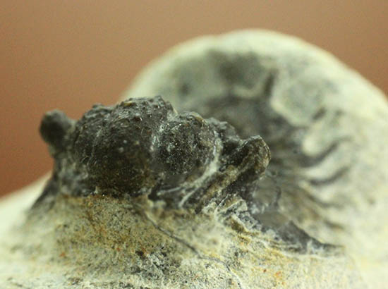 三葉虫のレア種、ロポピゲ。/古生代デボン紀（4億1000万 -- 3億6700万年前）【tr519】