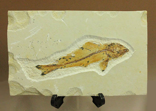 白亜紀初期でこれほどまでの保存状態は驚きの一言！モロッコ産魚化石（Agoultichthys）/中生代白亜紀（1億3500万 -- 6500万年前）【ot1010】