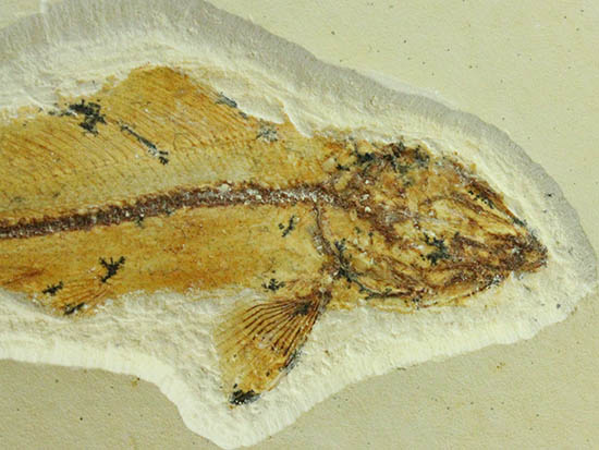 白亜紀初期でこれほどまでの保存状態は驚きの一言！モロッコ産魚化石（Agoultichthys）（その10）
