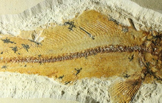白亜紀初期でこれほどまでの保存状態は驚きの一言！モロッコ産魚化石（Agoultichthys）（その11）
