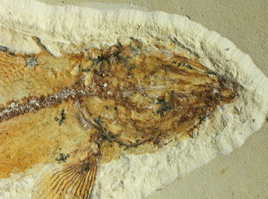 白亜紀初期でこれほどまでの保存状態は驚きの一言！モロッコ産魚化石（Agoultichthys）/中生代白亜紀（1億3500万 -- 6500万年前）【ot1010】