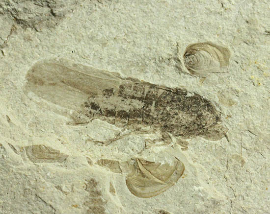 羽や軟体部の構造まで確認できる、見事な保存状態のセミの化石/　【ot1011】