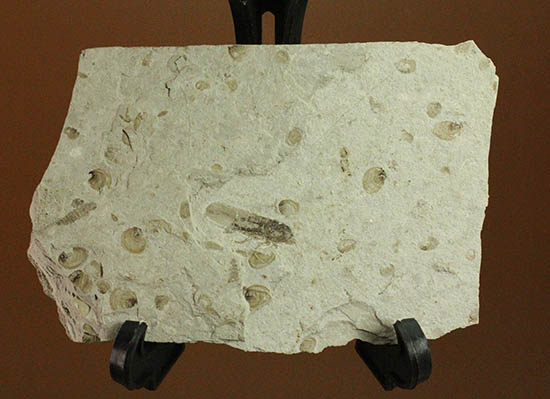 羽や軟体部の構造まで確認できる、見事な保存状態のセミの化石（その2）