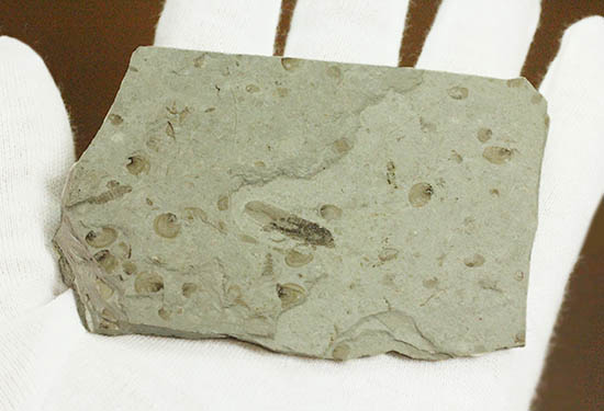 羽や軟体部の構造まで確認できる、見事な保存状態のセミの化石（その3）