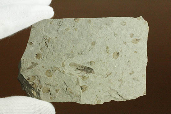 羽や軟体部の構造まで確認できる、見事な保存状態のセミの化石（その4）
