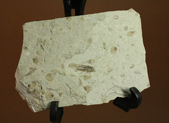 羽や軟体部の構造まで確認できる、見事な保存状態のセミの化石（その5）