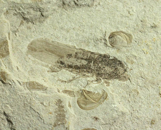 羽や軟体部の構造まで確認できる、見事な保存状態のセミの化石（その6）