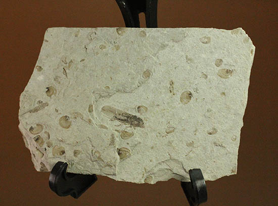 羽や軟体部の構造まで確認できる、見事な保存状態のセミの化石（その7）