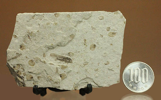 羽や軟体部の構造まで確認できる、見事な保存状態のセミの化石（その9）