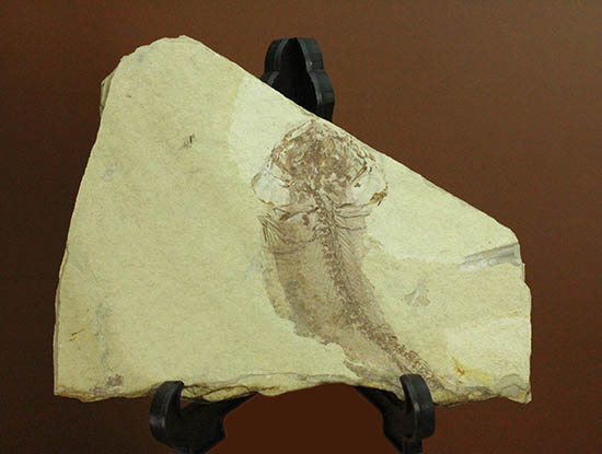 面白い!自然という職人によって、ひらきにされた古代魚の化石(その1)