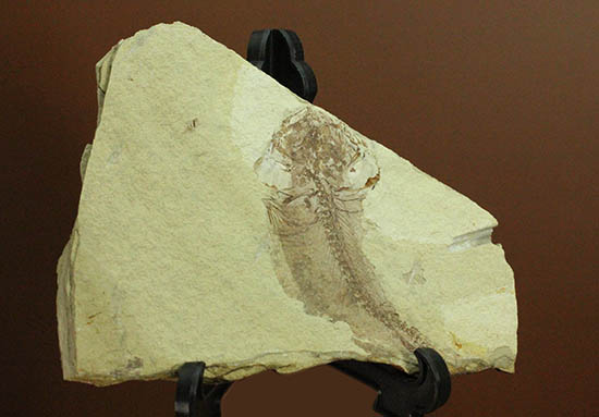 面白い!自然という職人によって、ひらきにされた古代魚の化石(その11)
