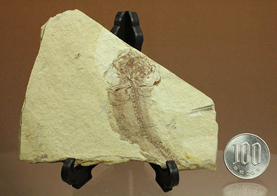 面白い!自然という職人によって、ひらきにされた古代魚の化石(その12)
