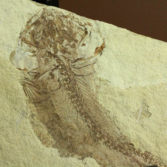 面白い!自然という職人によって、ひらきにされた古代魚の化石(その2)
