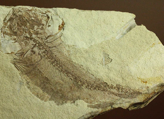 面白い！自然という職人によって、ひらきにされた古代魚の化石（その5）
