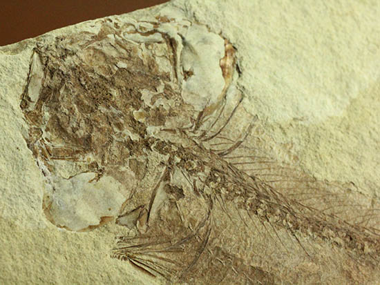 面白い！自然という職人によって、ひらきにされた古代魚の化石/新生代第三紀（6500万 -- 260万年前）【ot1012】