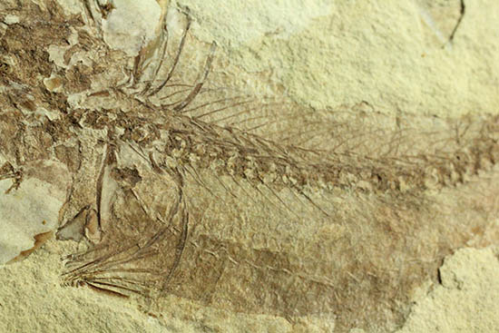 面白い!自然という職人によって、ひらきにされた古代魚の化石(その7)