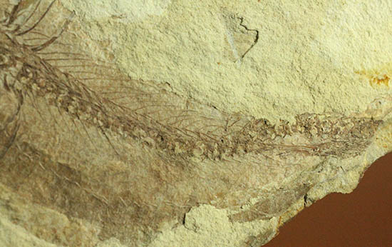 面白い!自然という職人によって、ひらきにされた古代魚の化石(その8)