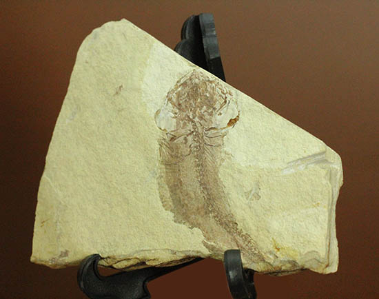 面白い!自然という職人によって、ひらきにされた古代魚の化石(その9)