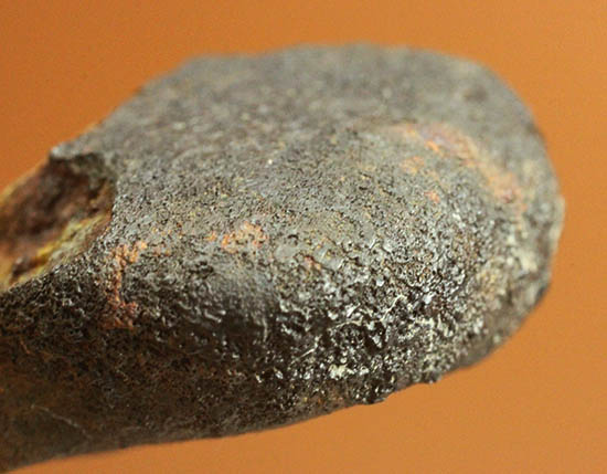 4年前の冬に世界中のニュースをかっさらったチェリャビンスク隕石。2013年2月15日落下（高級保存ケース付）/新生代（6500万年前 -- 現在）【ot1016】