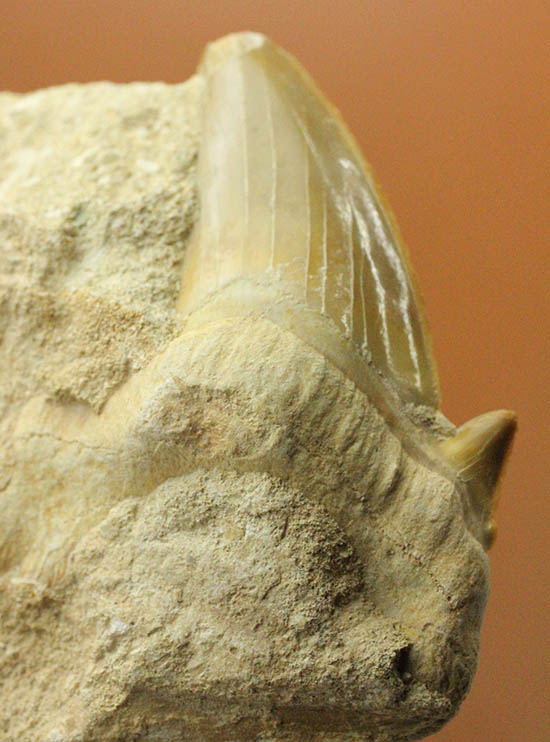 厚みあり！立派なサイズの古代ザメ歯、新生代を生き抜いたオトダス（その2）