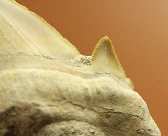 厚みあり！立派なサイズの古代ザメ歯、新生代を生き抜いたオトダス（その3）