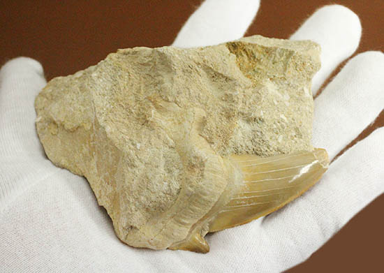 厚みあり！立派なサイズの古代ザメ歯、新生代を生き抜いたオトダス（その6）