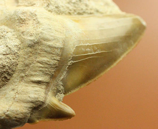 厚みあり！立派なサイズの古代ザメ歯、新生代を生き抜いたオトダス（その7）