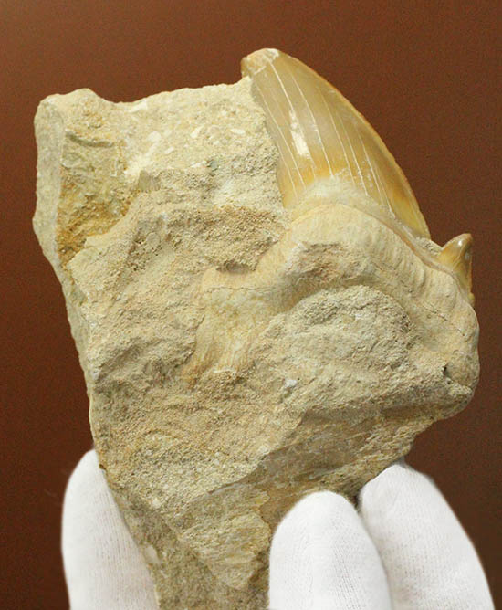 厚みあり！立派なサイズの古代ザメ歯、新生代を生き抜いたオトダス/新生代（6500万年前 -- 現在）【ot1018】