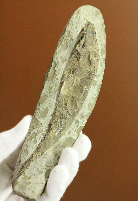 希少なブラジル・セアラ州産の古代魚の化石、ラコレピス(その1)