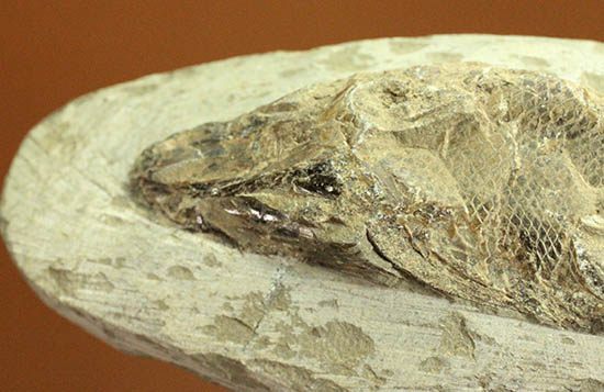 希少なブラジル・セアラ州産の古代魚の化石、ラコレピス(その2)