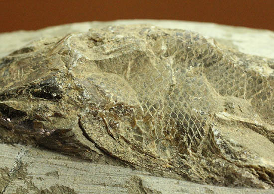 希少なブラジル・セアラ州産の古代魚の化石、ラコレピス(その3)