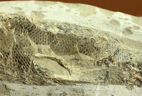 希少なブラジル・セアラ州産の古代魚の化石、ラコレピス(その4)