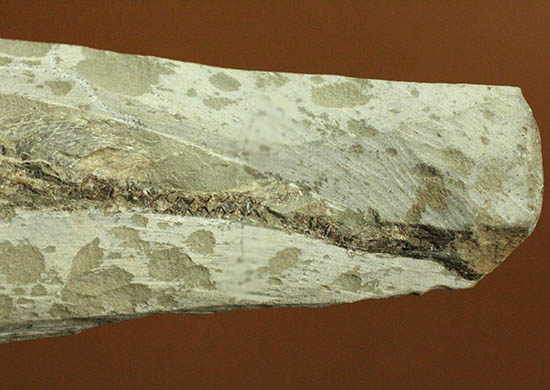 希少なブラジル・セアラ州産の古代魚の化石、ラコレピス(その5)