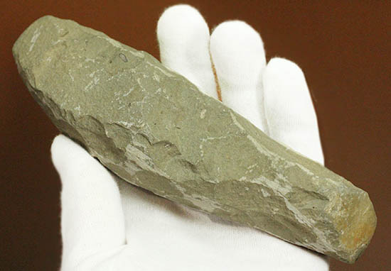 希少なブラジル・セアラ州産の古代魚の化石、ラコレピス(その7)