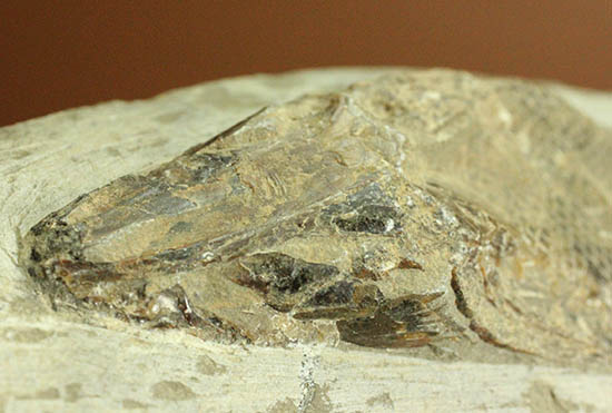 希少なブラジル・セアラ州産の古代魚の化石、ラコレピス(その9)