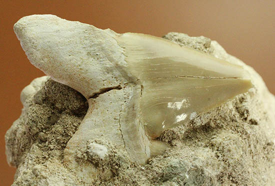 ザメはなぜ歯化石ばかりが残るのか？珍しい母岩付き、オトダス歯化石/新生代第三紀（6500万 -- 260万年前）【sh123】