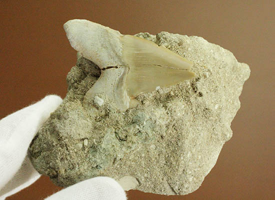 ザメはなぜ歯化石ばかりが残るのか？珍しい母岩付き、オトダス歯化石/新生代第三紀（6500万 -- 260万年前）【sh123】